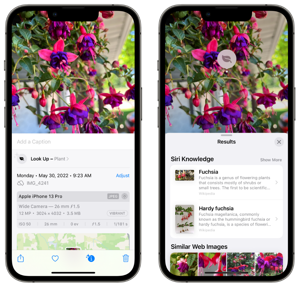 麟游苹果手机维修分享小技巧：使用 iPhone 相机识别花卉植物 